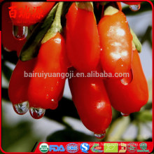 Original Ningxia secas goji berry goji berries barbary goji frutas lanches de lazer